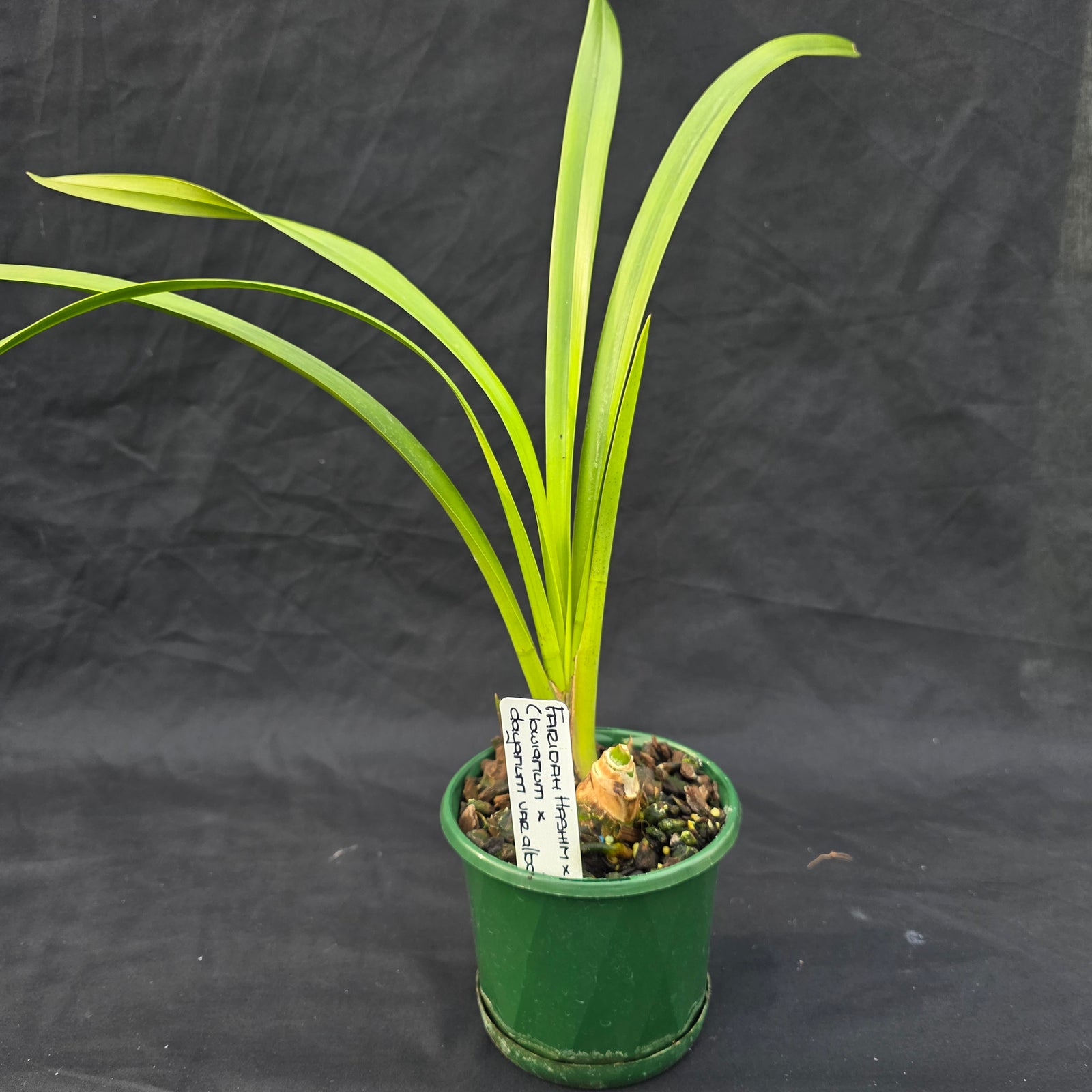 Cymbidium Faridah Hashim x Normanby (lowianum x dayanum var. alba)
