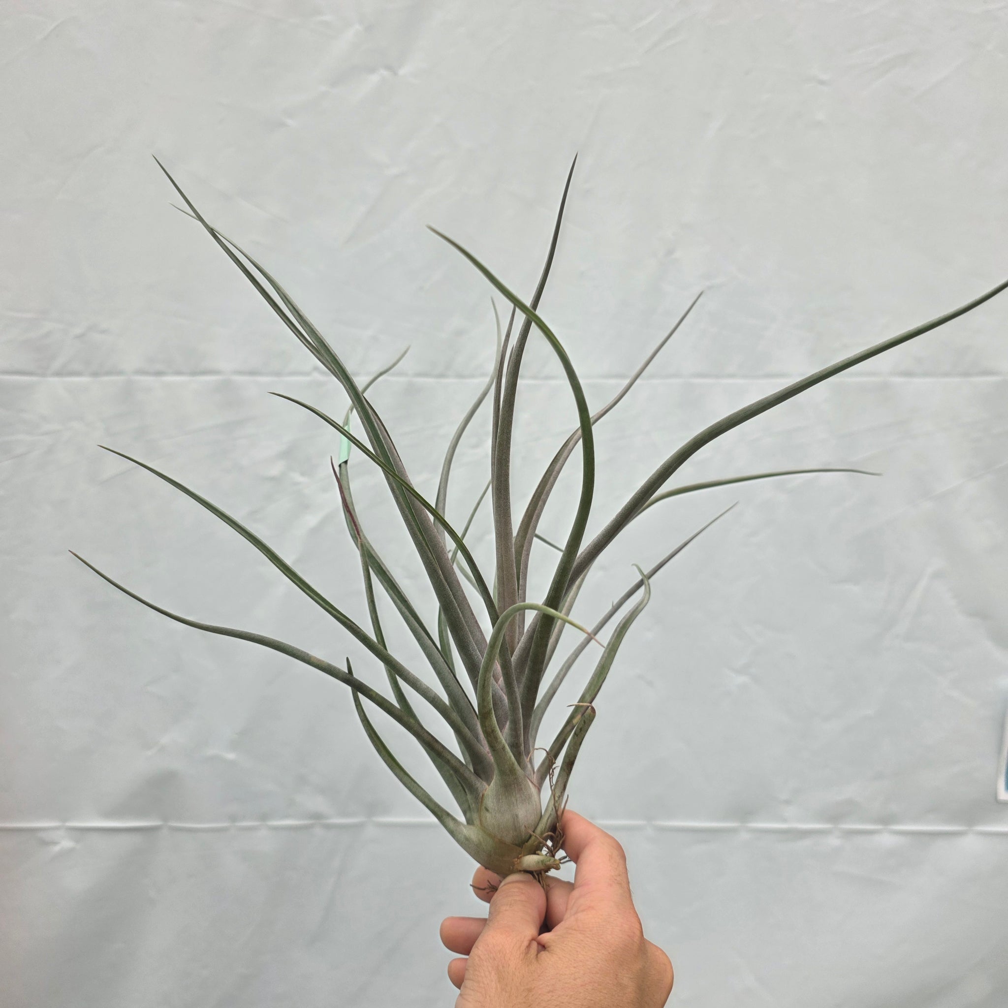 Tillandsia ‘Mali Dofitas’