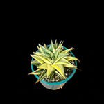 Haworthia limifolia variegata
