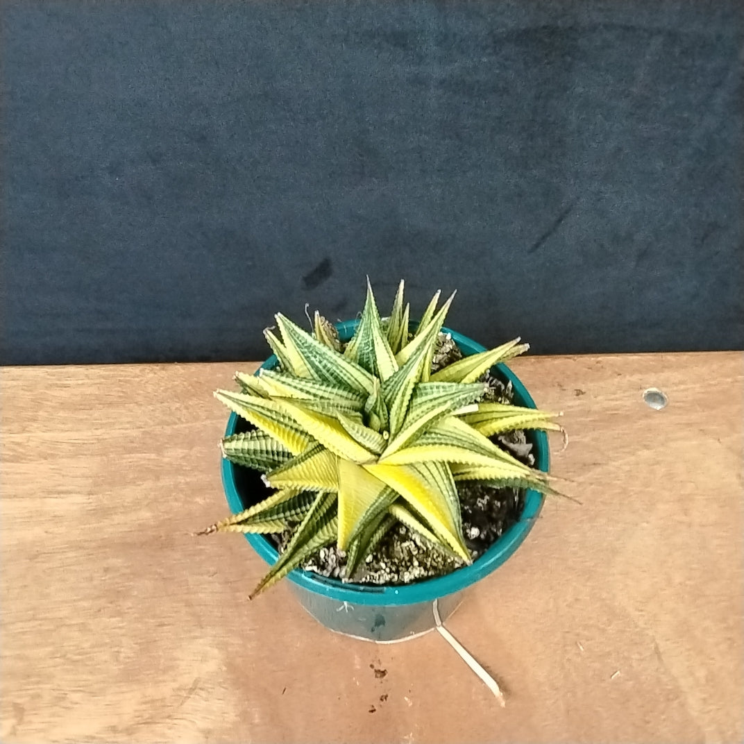 Haworthia limifolia variegata – Rippled Succulent with Marbled Leaves