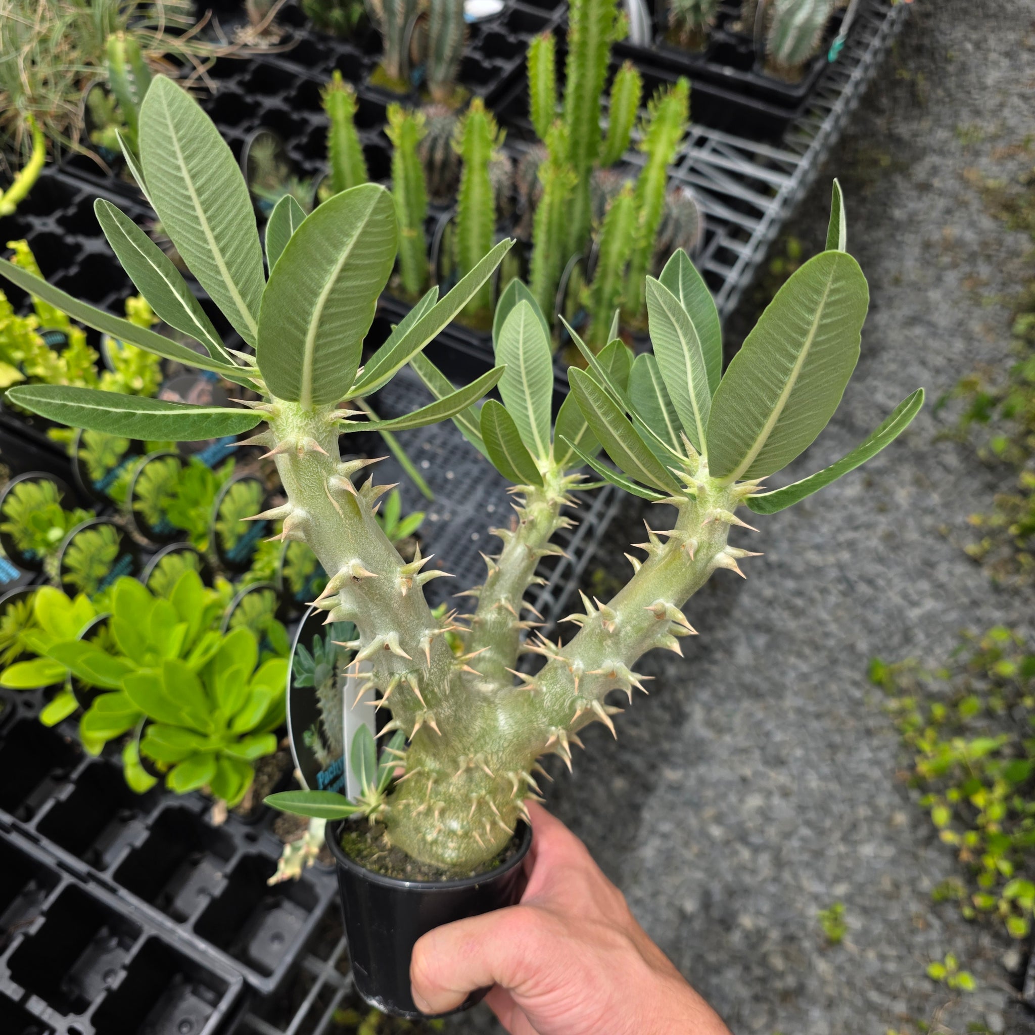 Pachypodium horombense - One Off Specials
