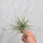 Tillandsia 'Houston'