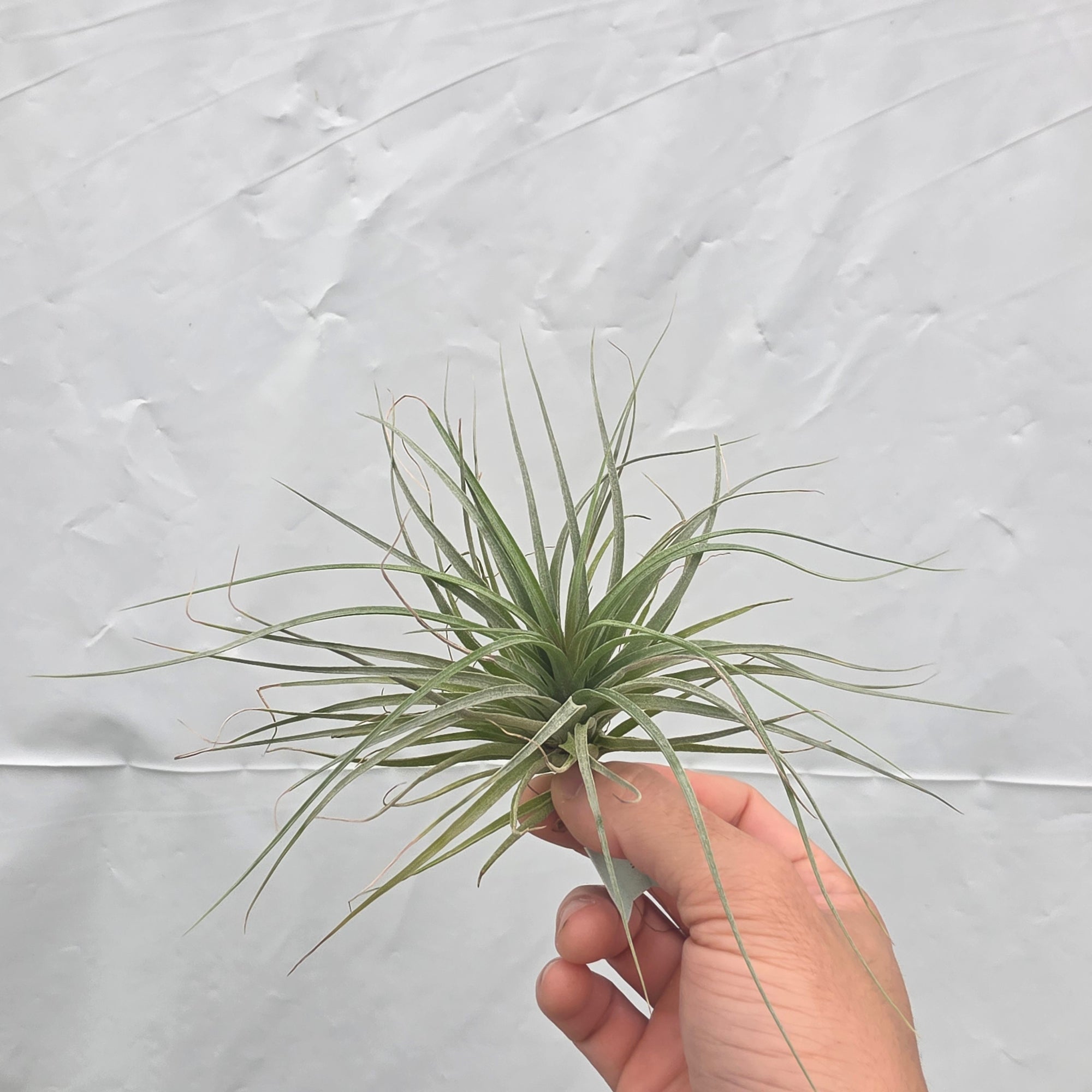Tillandsia 'Houston'