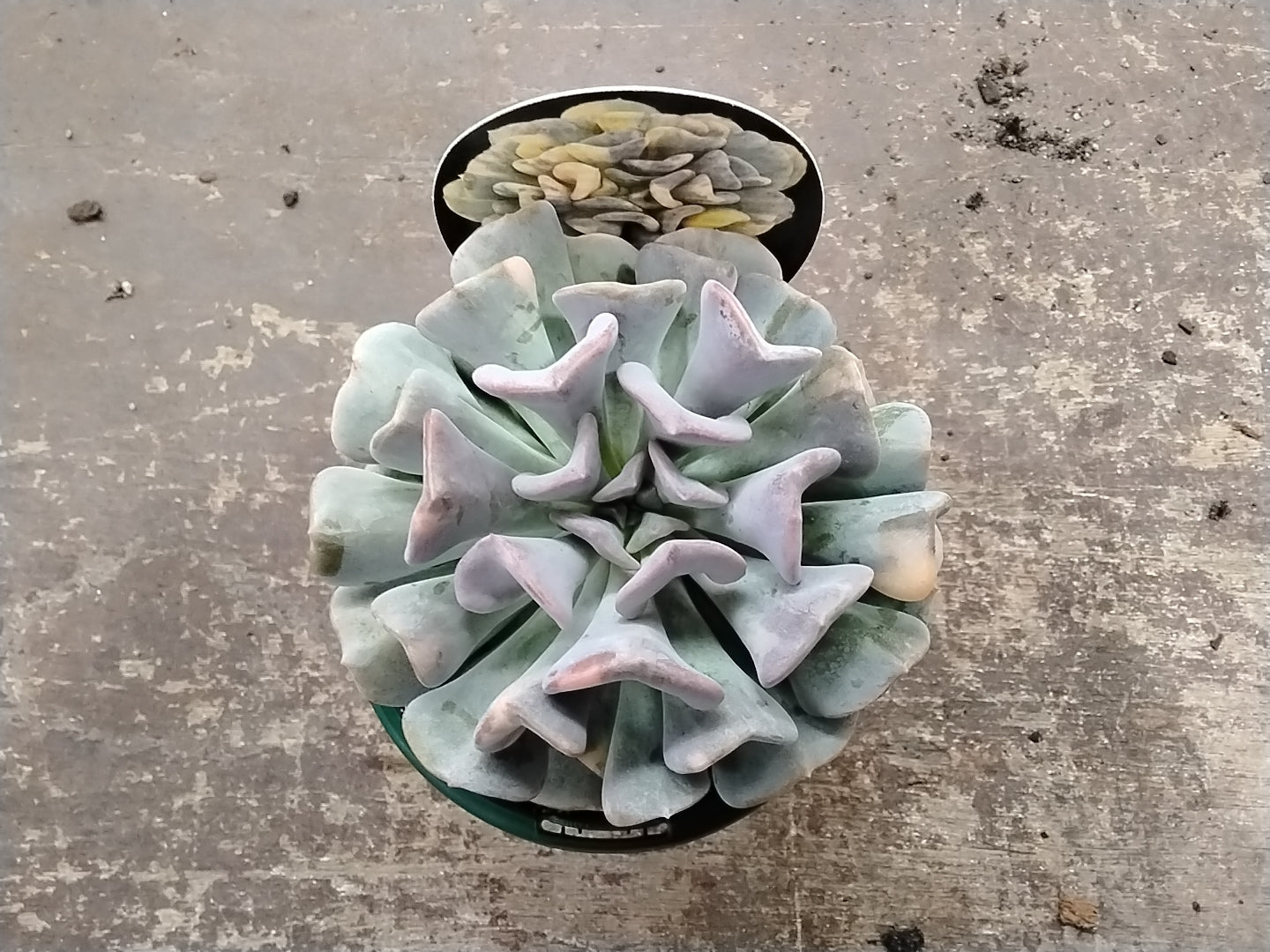 Echeveria 'Cubic Frost Variegata' - A Mesmerising Variegated Succulent