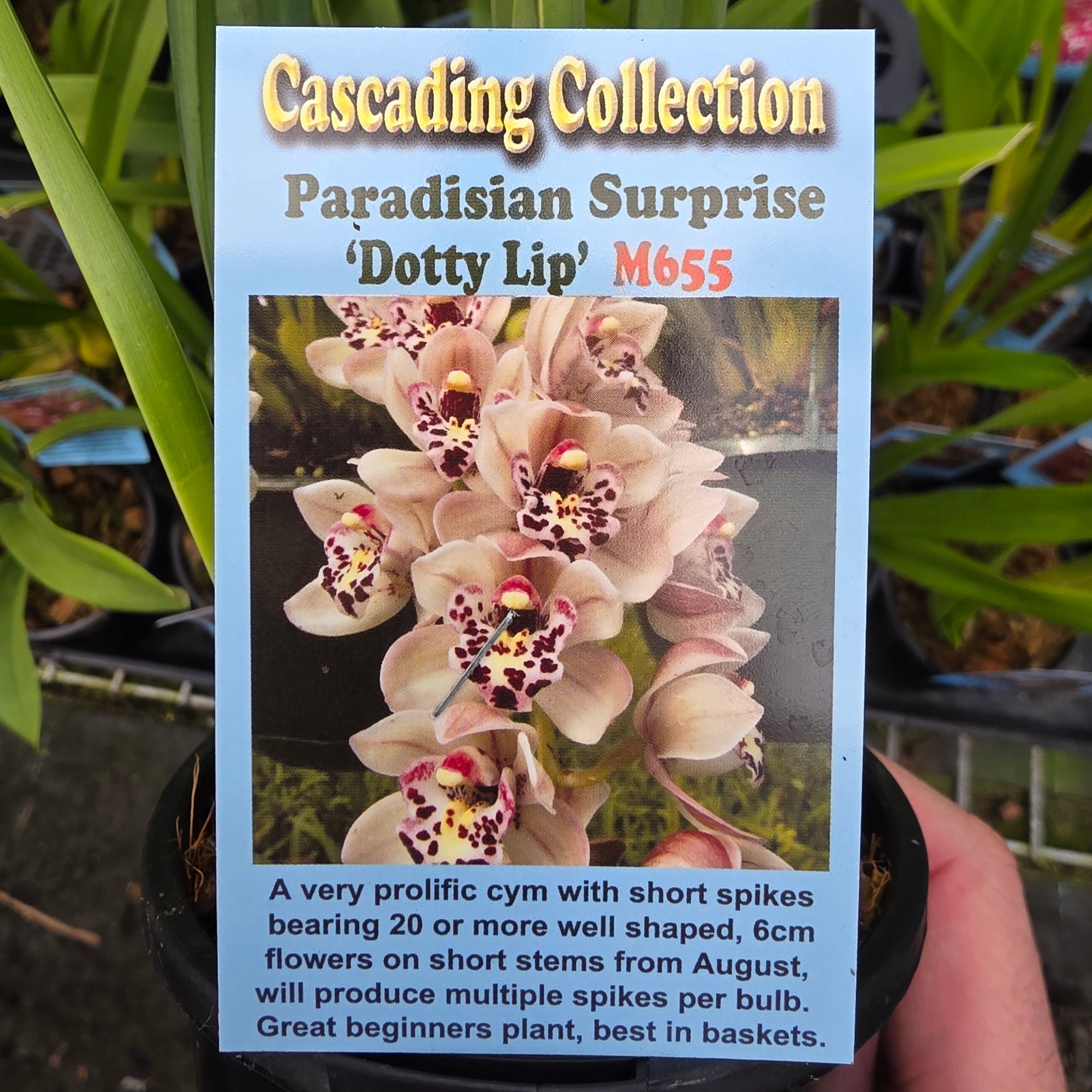 Cymbidium Paradisian Surprise 'Dotty Lip'