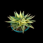 Haworthia limifolia variegata