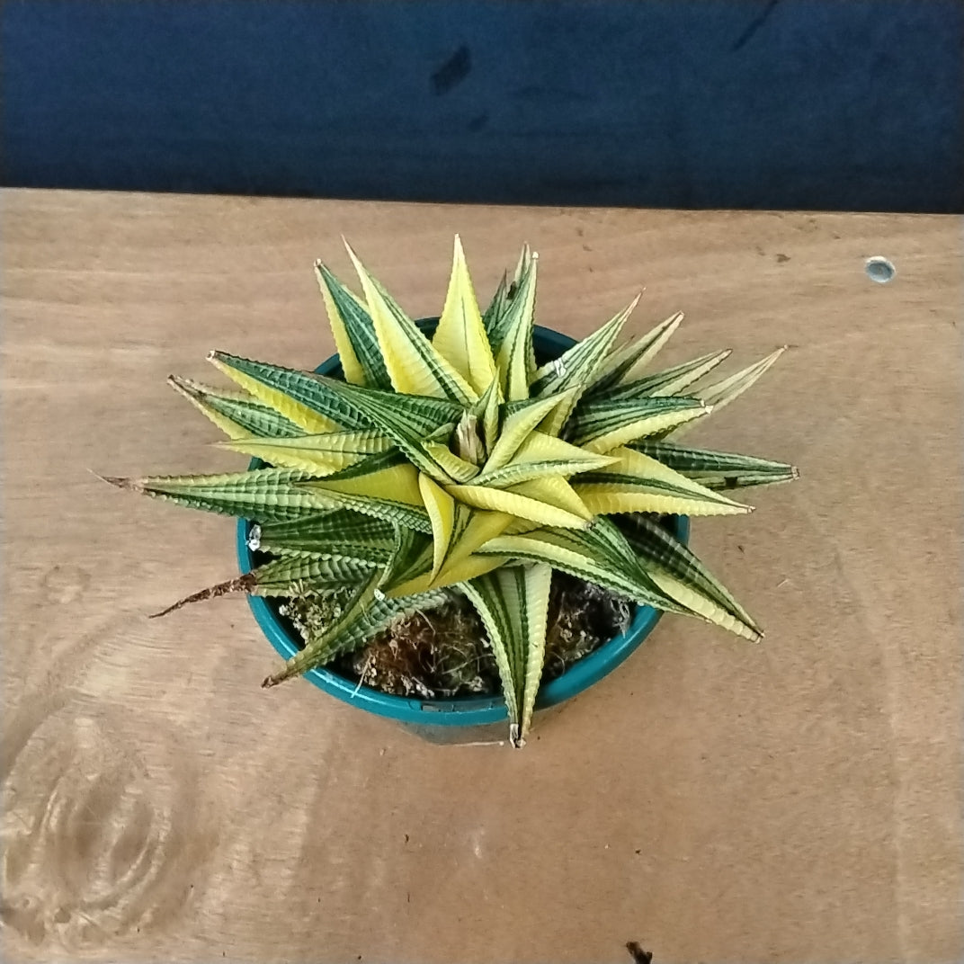 Haworthia limifolia variegata – Rippled Succulent with Marbled Leaves