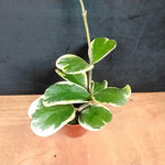 Hoya kerrii albomarginata 'Speckle' - Variegated Sweetheart Hoya