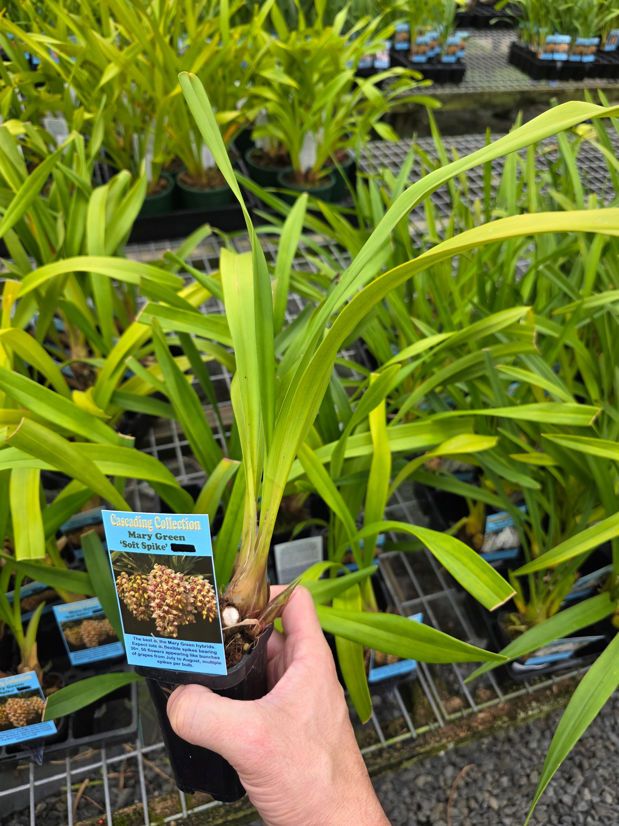Cymbidium Mary Green 'Soft Spike'