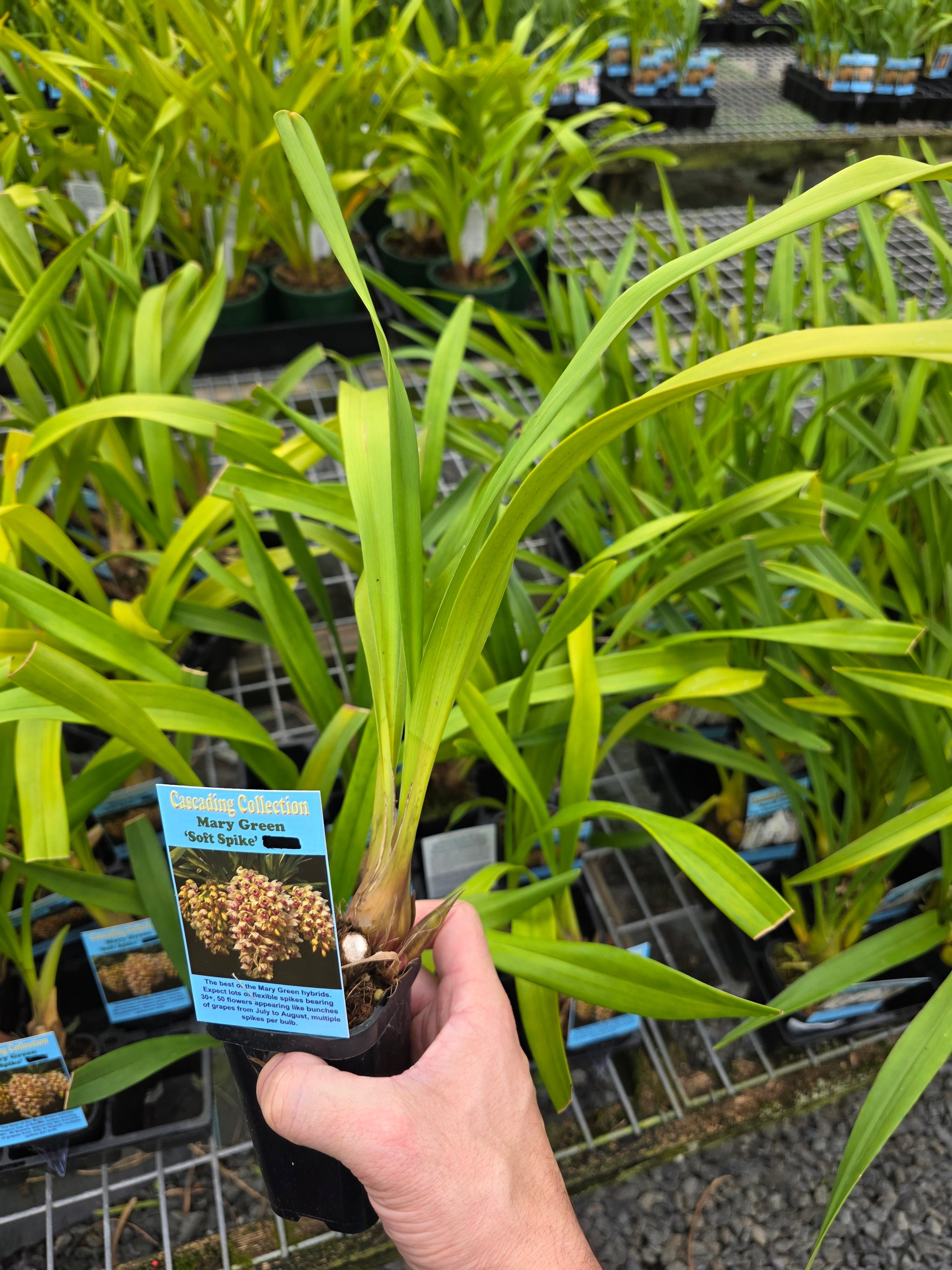 Cymbidium Mary Green 'Soft Spike'