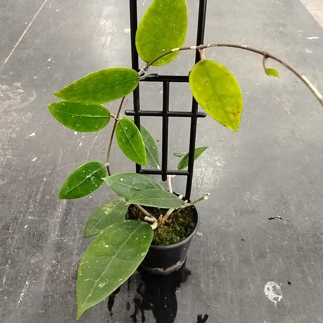 Hoya sp. bintulu - Unique Foliage Hoya (Not WA)