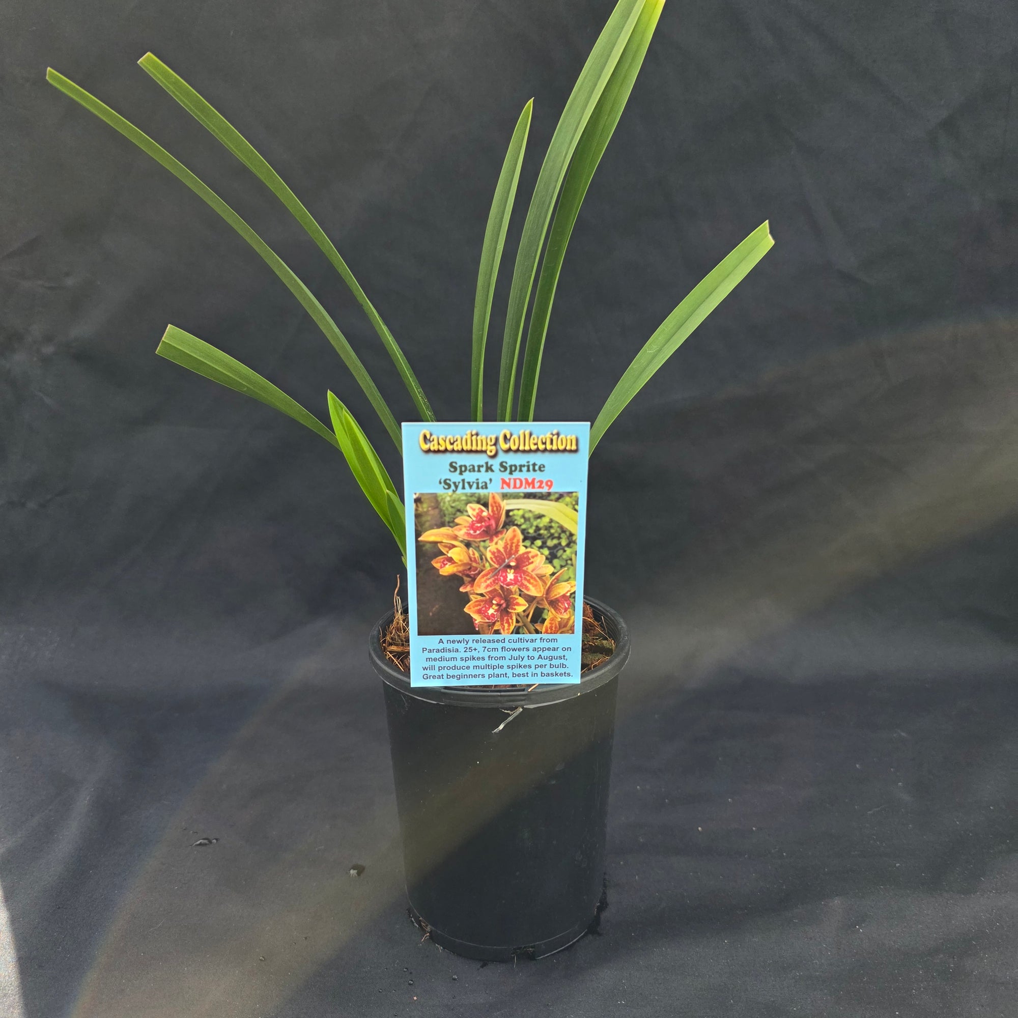 Cymbidium Spark Sprite 'Sylvia'