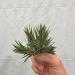 Tillandsia ionantha 'Evolution'