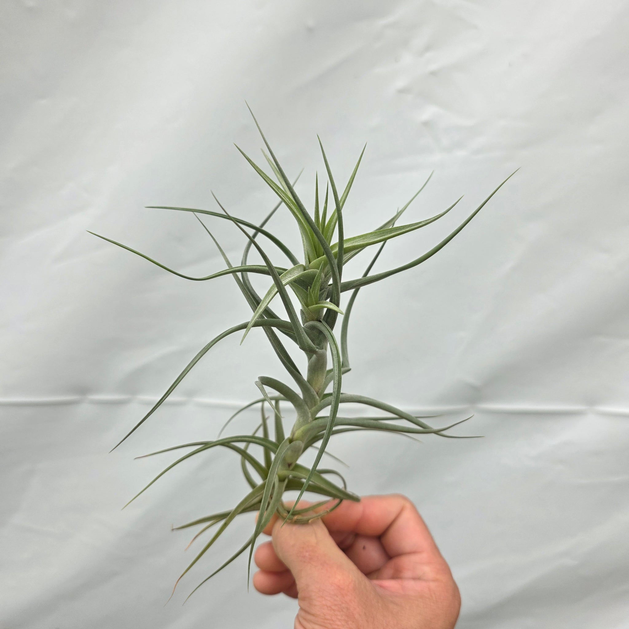 bergeri air plant Tillandsia bergeri – Collectors Online
