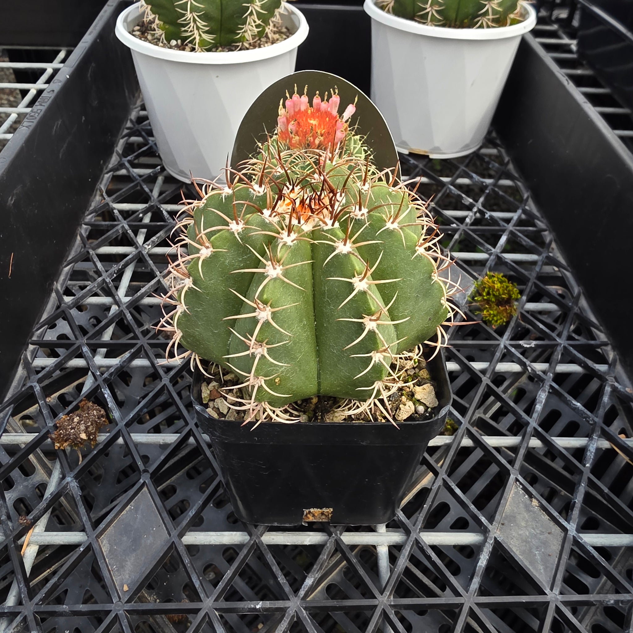 Melocactus matanzanus 'Dwarf Turks'