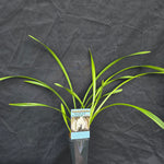 Cymbidium Sarah Jean 'Ice Cascade'