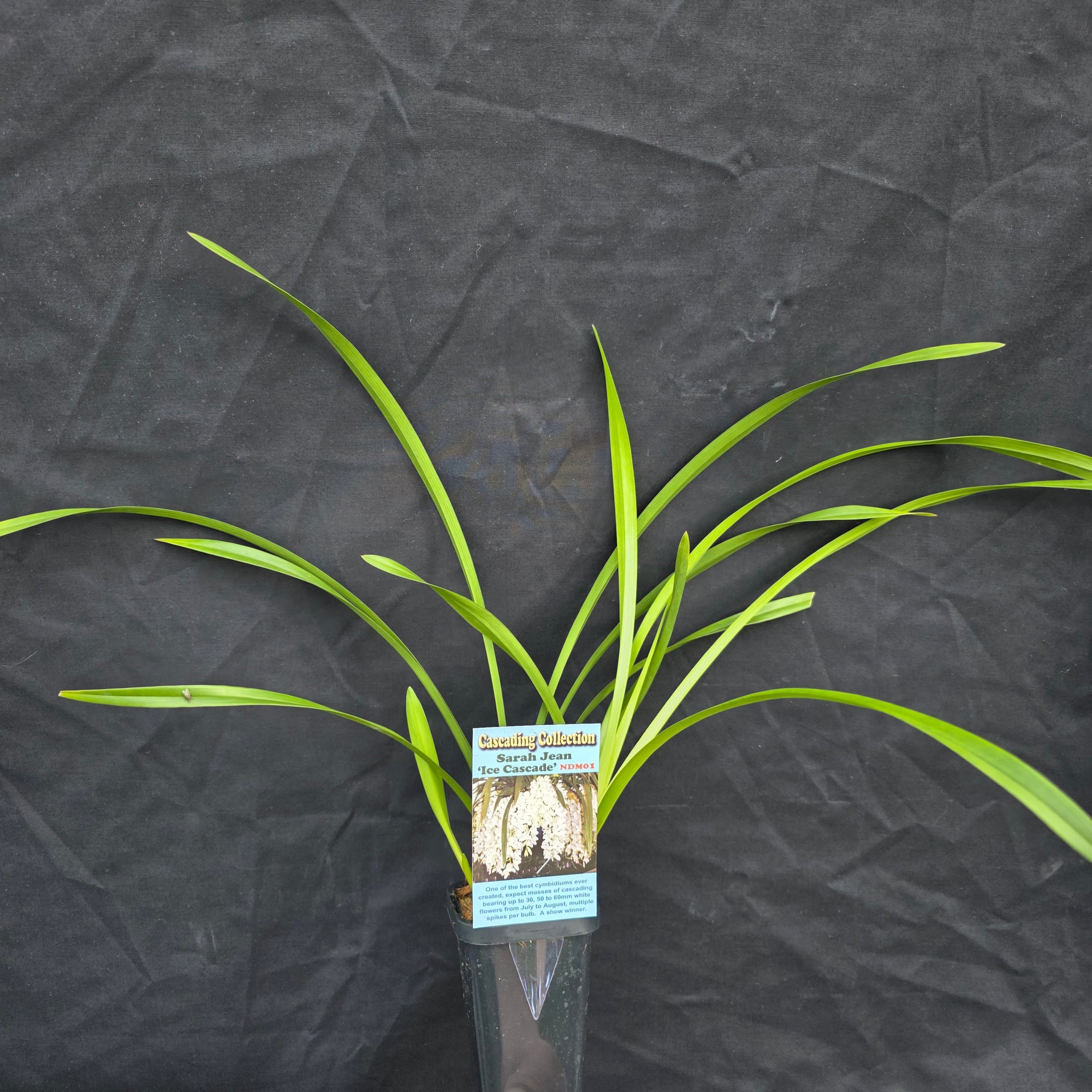 Cymbidium Sarah Jean 'Ice Cascade'