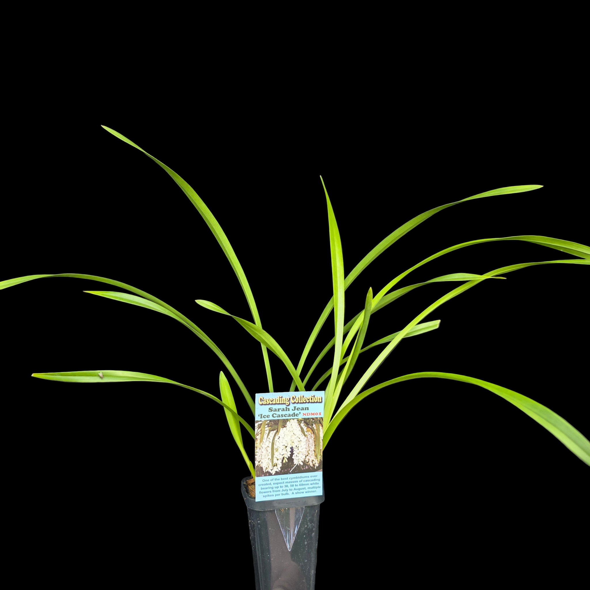 Cymbidium Sarah Jean 'Ice Cascade'