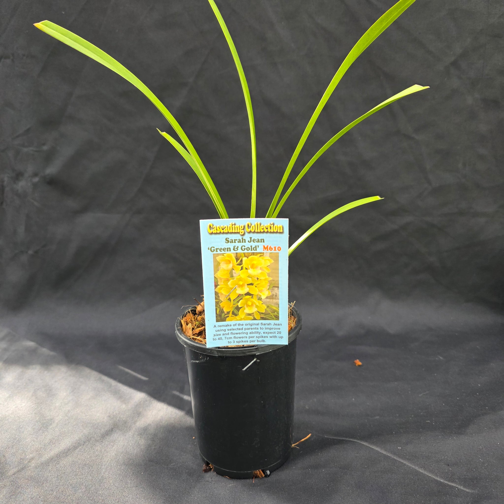 Cymbidium Sarah Jean 'Green & Gold'