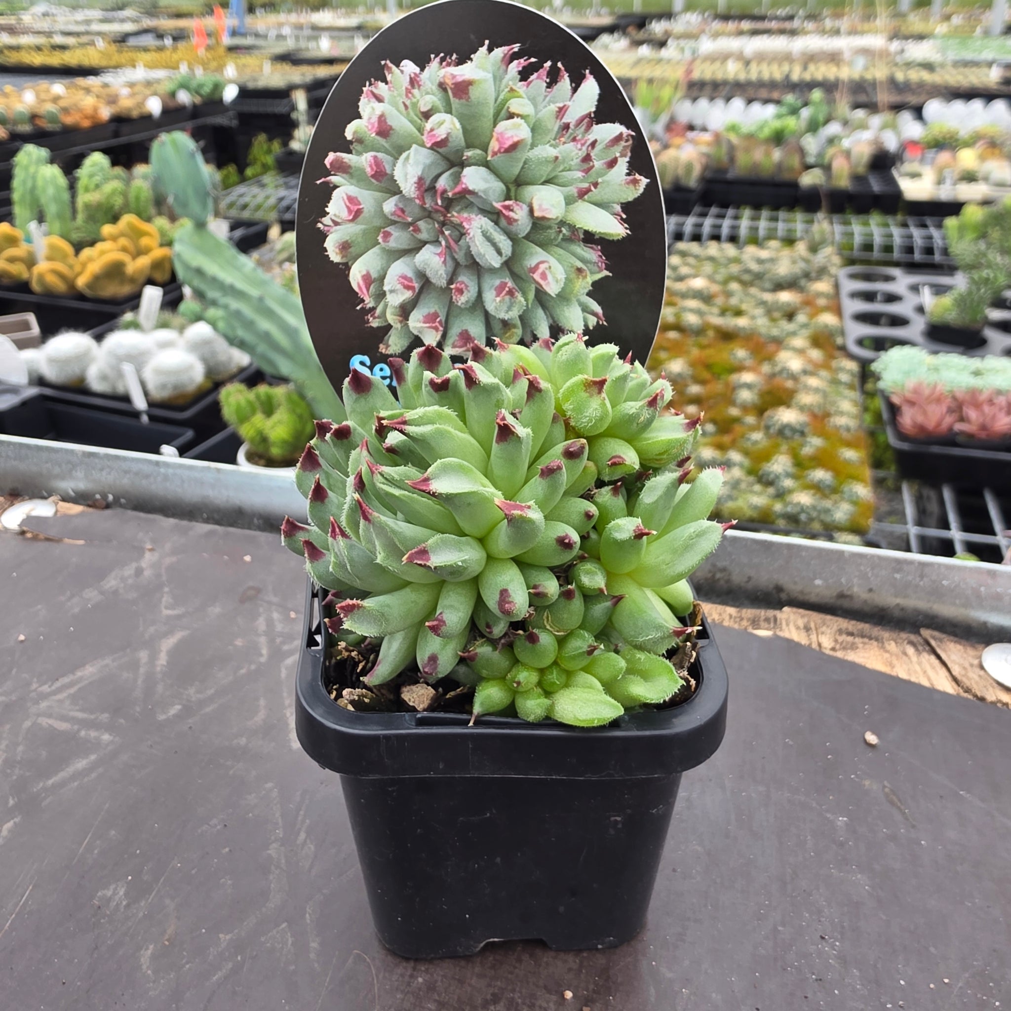 Sempervivum 'Griggs Surprise'