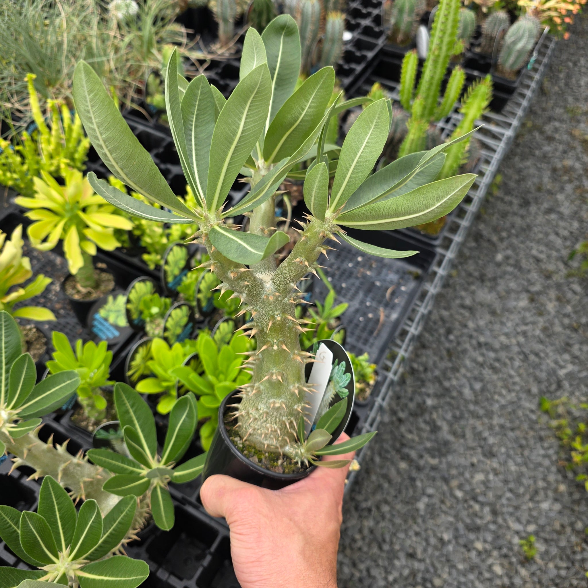 Pachypodium horombense - One Off Specials