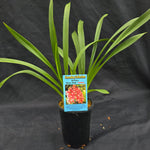 Cymbidium Maluka 'Baby Pink'
