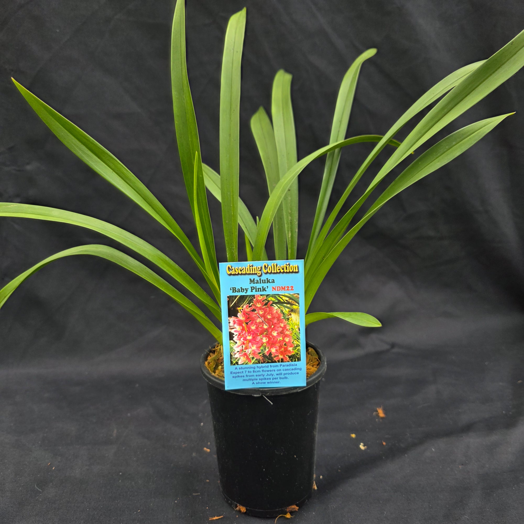 Cymbidium Maluka 'Baby Pink'