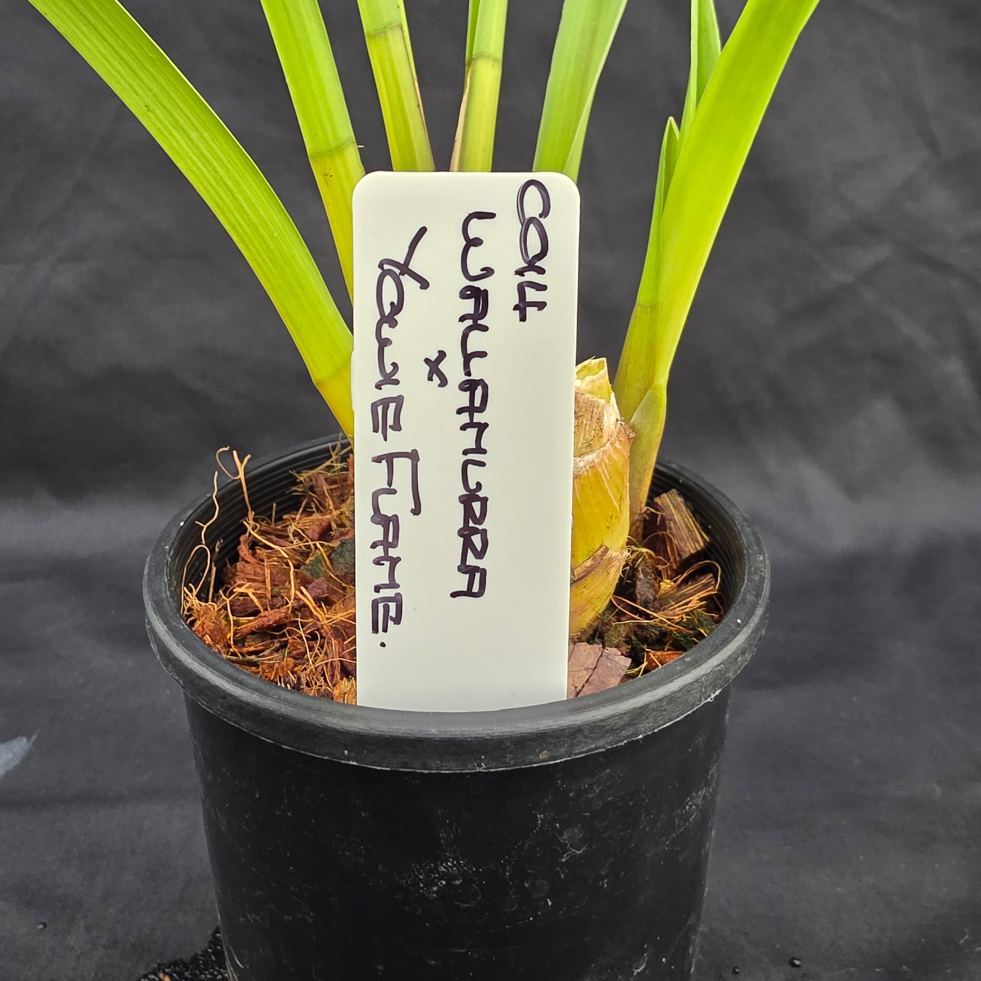 Cymbidium Wallamurra x Yowie Flame