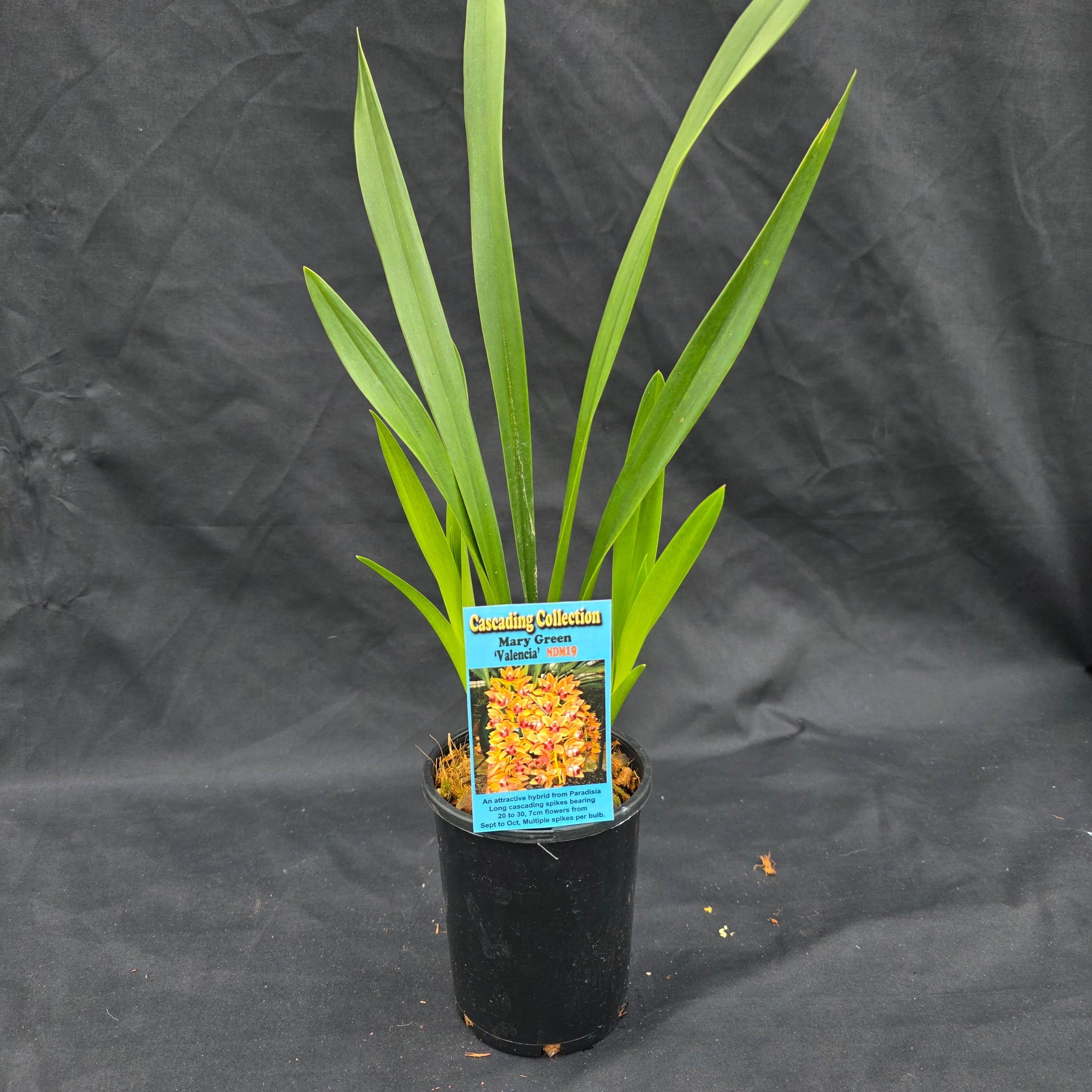 Cymbidium Mary Green 'Valencia'