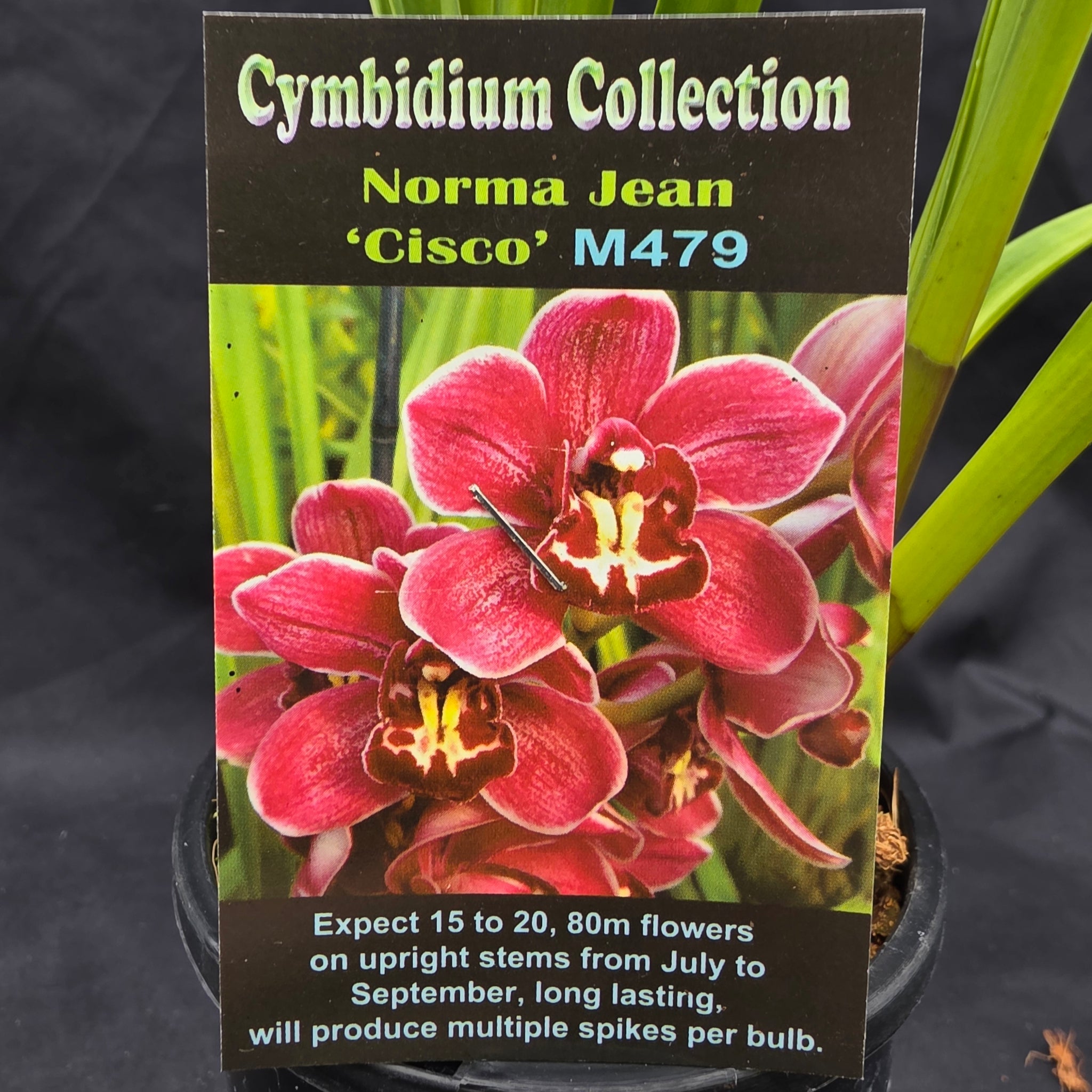 Cymbidium Norma Jean 'Cisco'