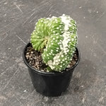 Echinopsis subdenudata f. cristata (Syn. Echinopsis ancistrophora) – A Unique Crested Cactus (WA Prohibited)