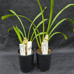 Cymbidium lowianum