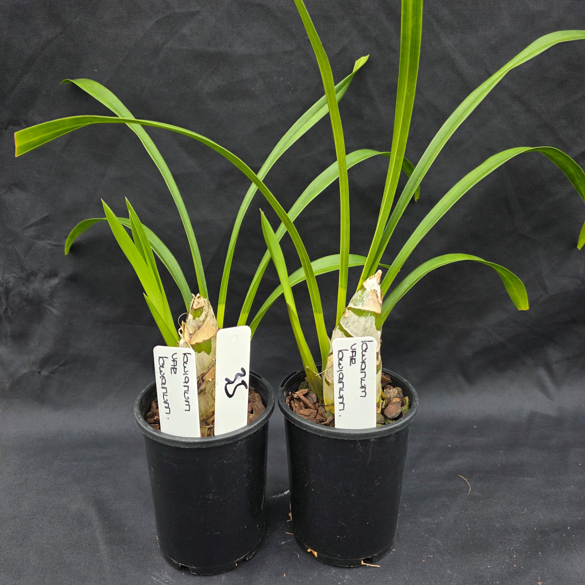 Cymbidium lowianum