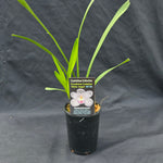 Cymbidium Paradisian Evolution 'White Angel'