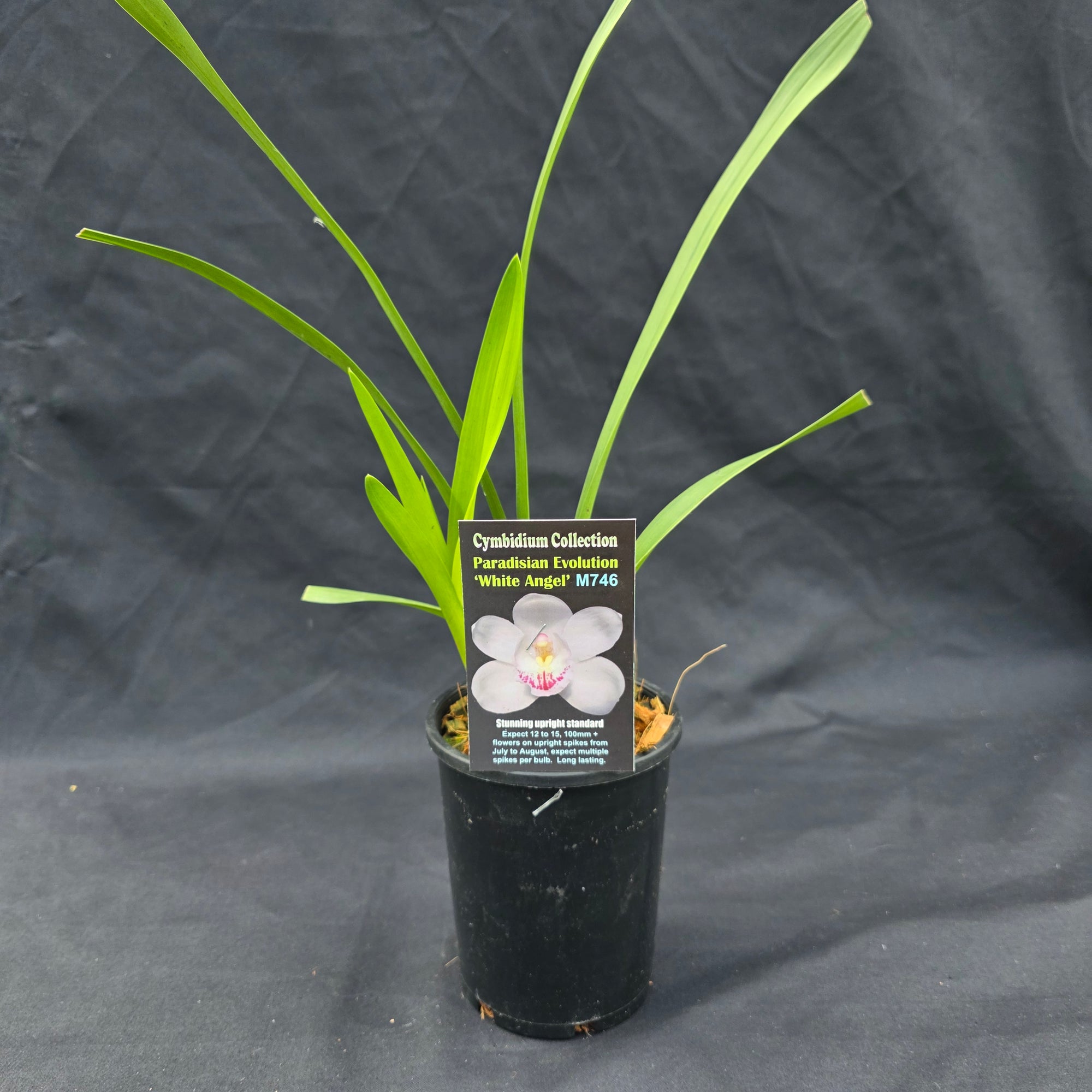 Cymbidium Paradisian Evolution 'White Angel'