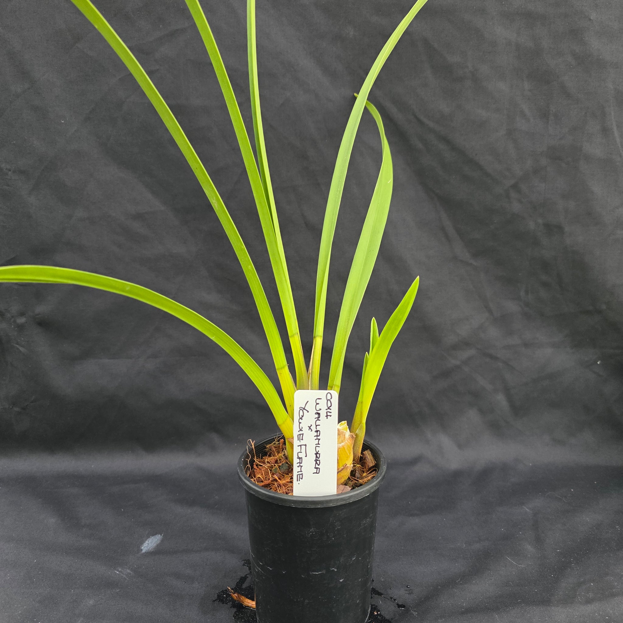 Cymbidium Wallamurra x Yowie Flame