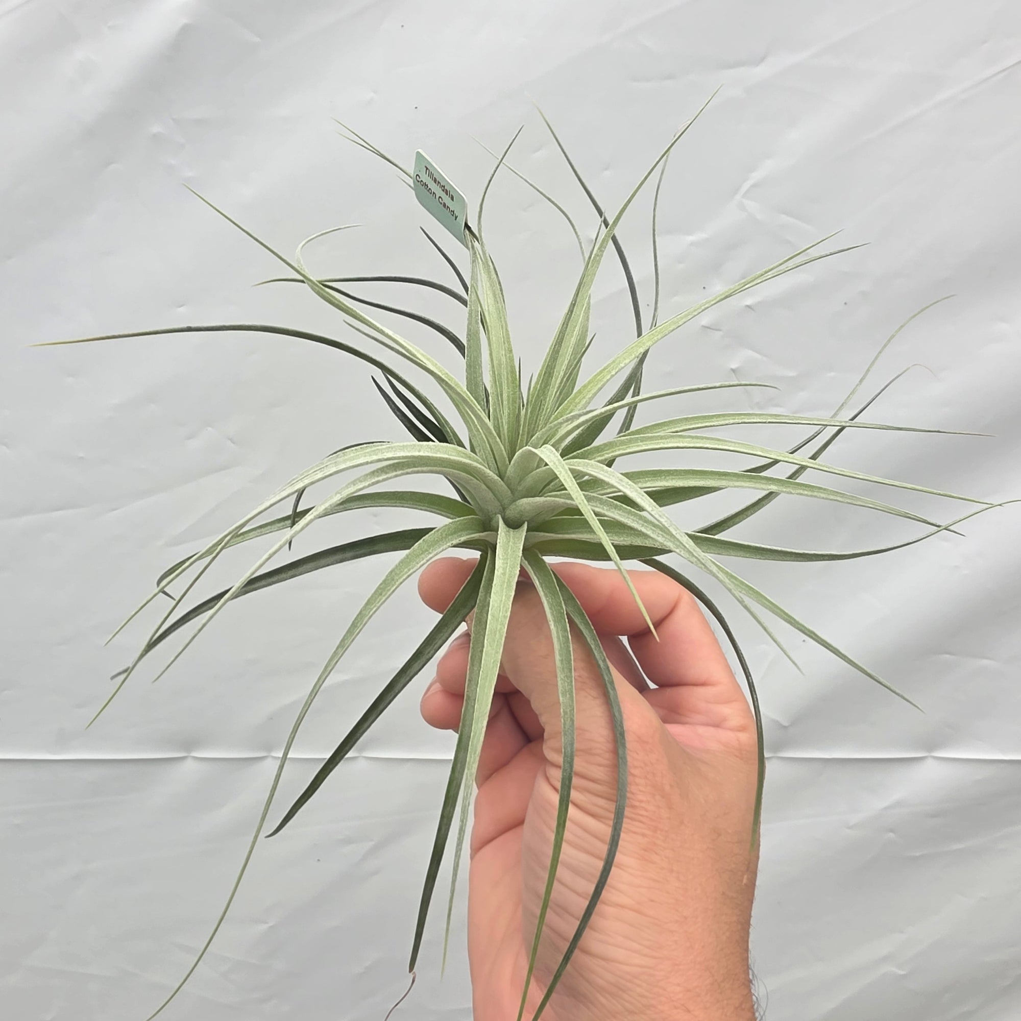 cotton candy air plant care Tillandsia 'Cotton Candy' – Collectors Online