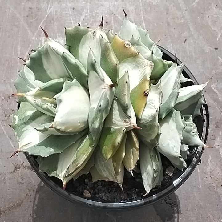 Agave isthmensis 'Ohi Raijin' - A Strikingly Textured, Slow-Growing Agave