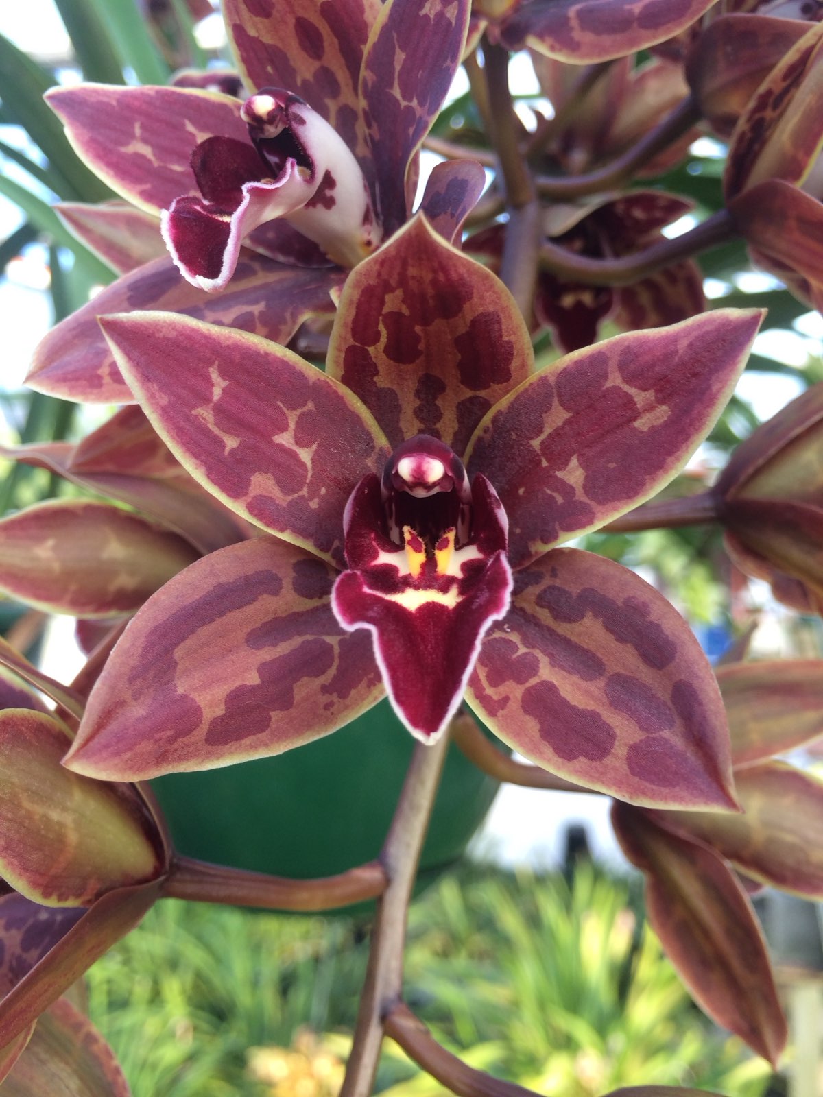 Cymbidium Canned Magic 'Kobe'