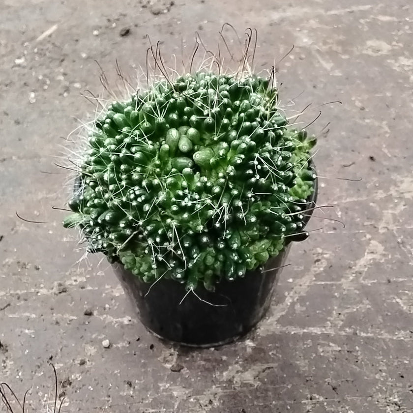 Mammillaria bocasana 'The Freak' - An Enchanting Mutated Cactus