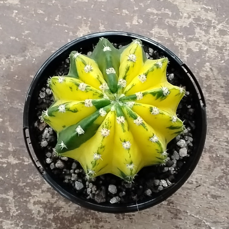 Echinopsis 'Sunrise' Variegated – A Vibrant Hybrid with Colourful Stems