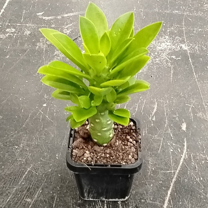 Monadenium stapelioides (WA Prohibited)