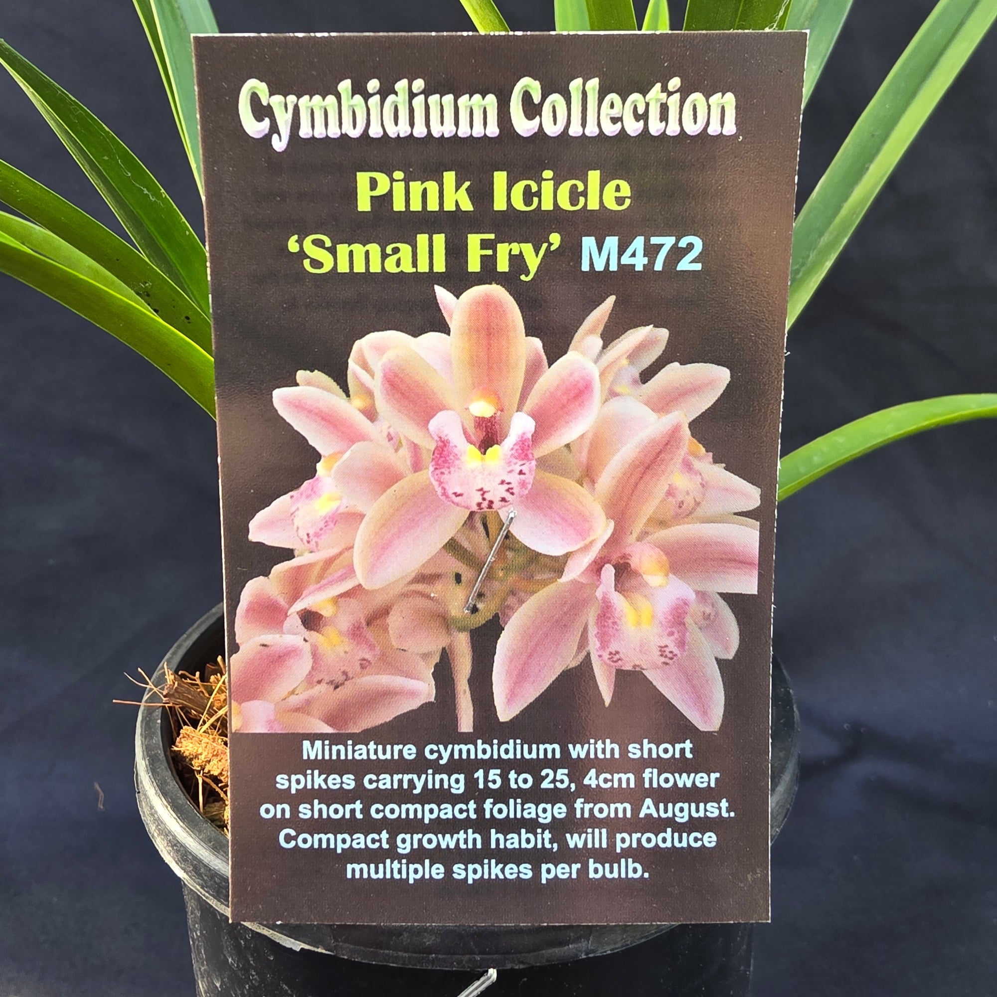 Cymbidium Pink Icicle 'Small Fry'