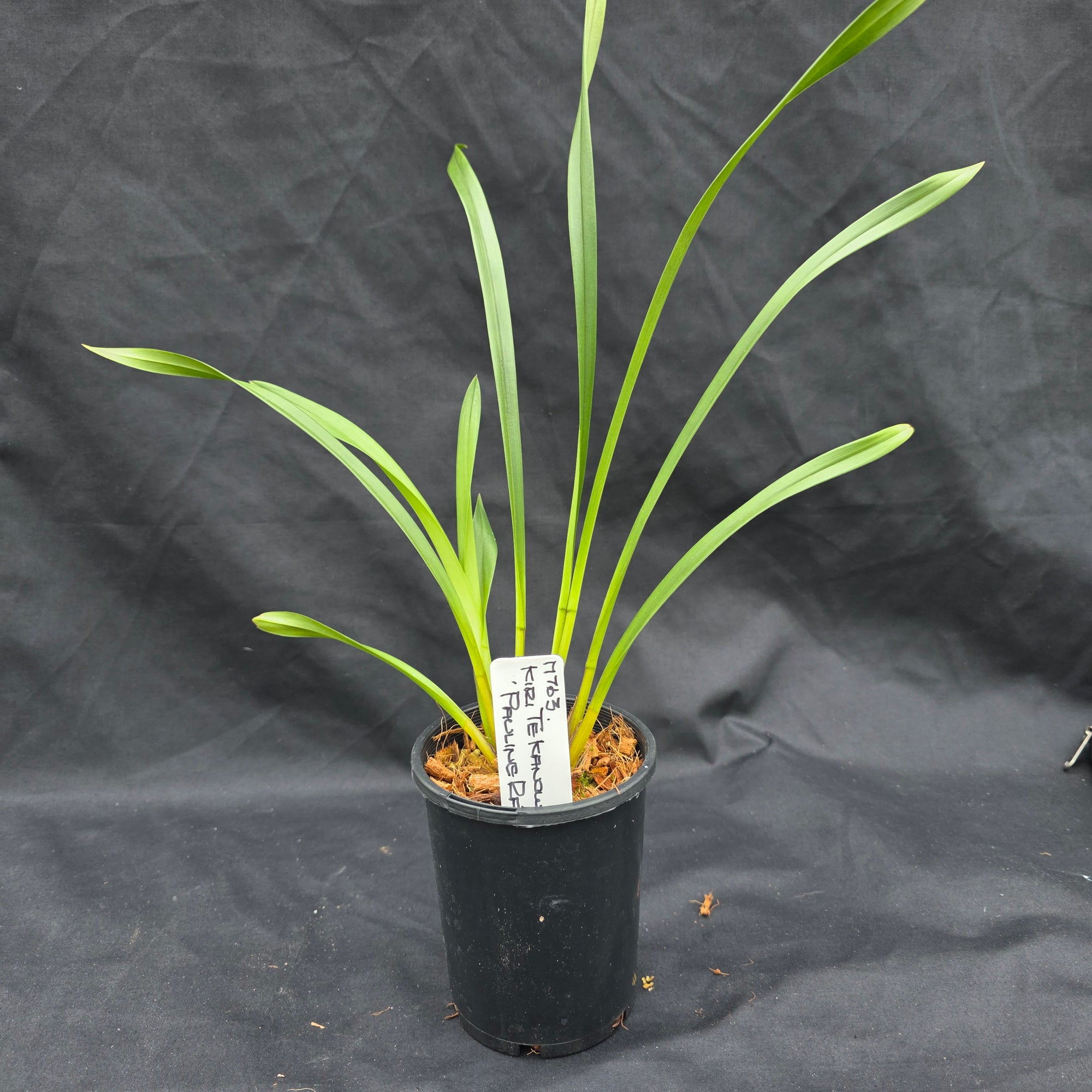 Cymbidium Kiri Te Kanawa 'Pauline Rae'