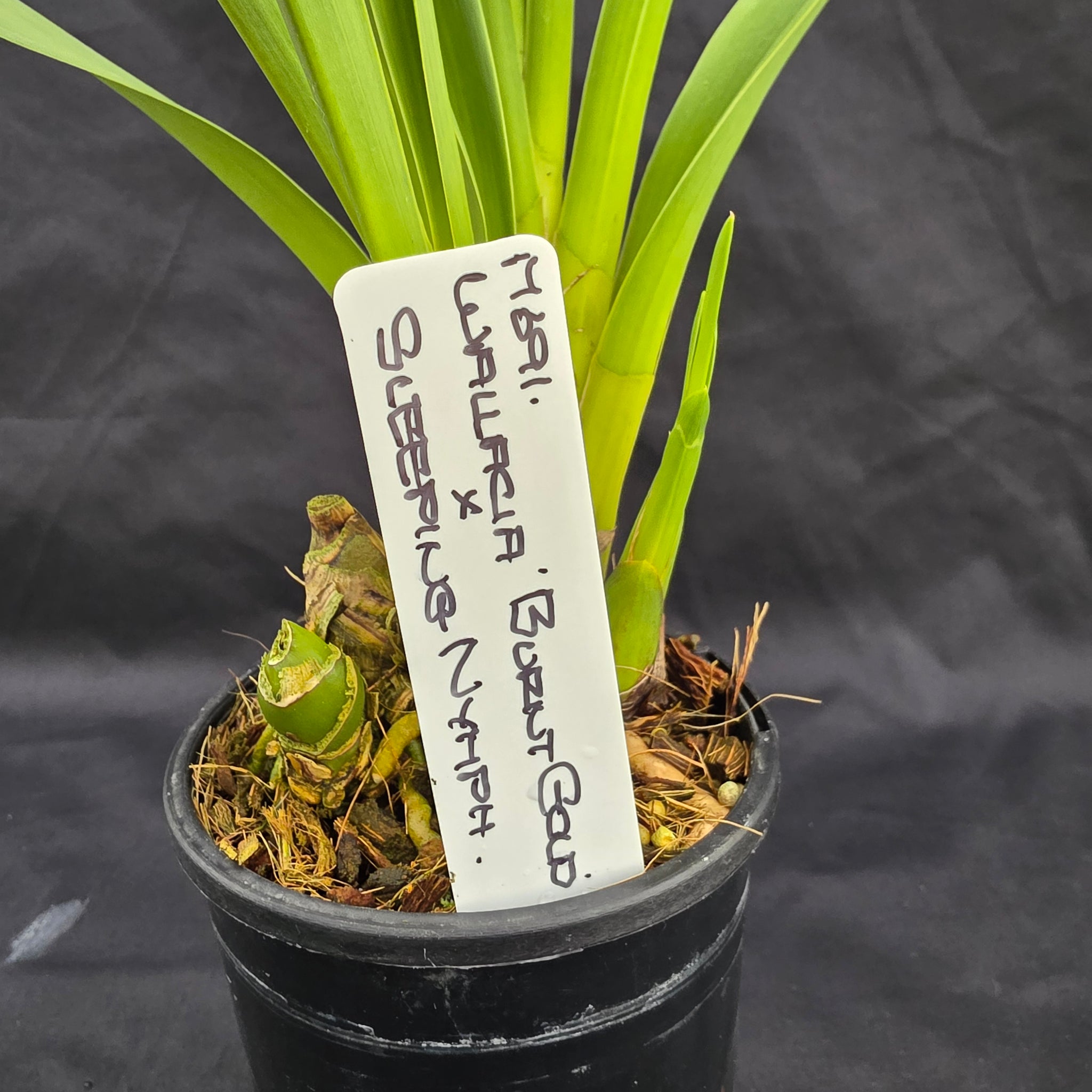 Cymbidium Wallacia 'Burnt Gold' x Sleeping Nymph