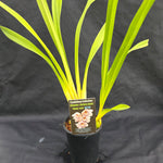 Cymbidium (Kimberley x McClures Quest) 'White Orb'