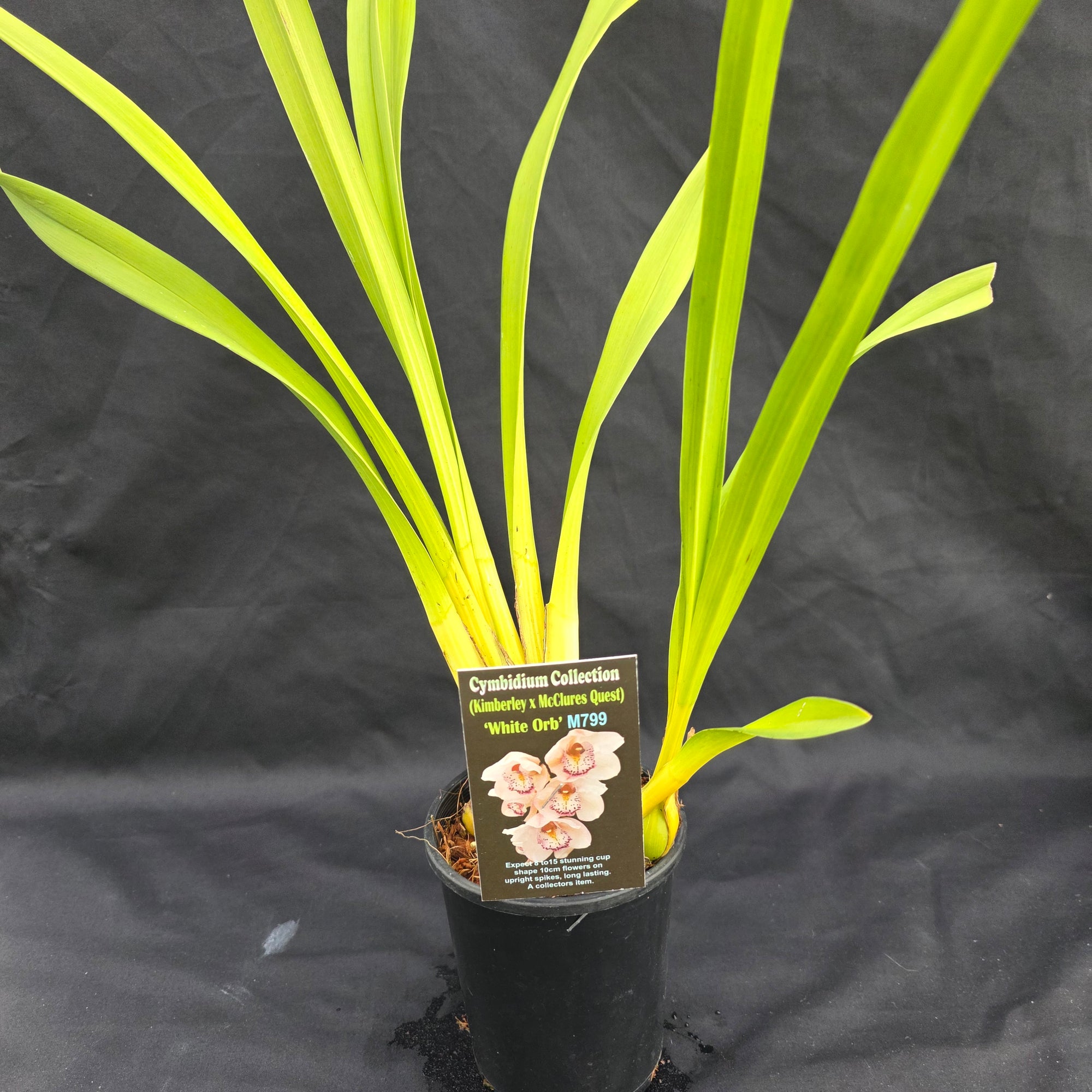 Cymbidium (Kimberley x McClures Quest) 'White Orb'