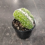 Echinopsis subdenudata f. cristata (Syn. Echinopsis ancistrophora) – A Unique Crested Cactus (WA Prohibited)