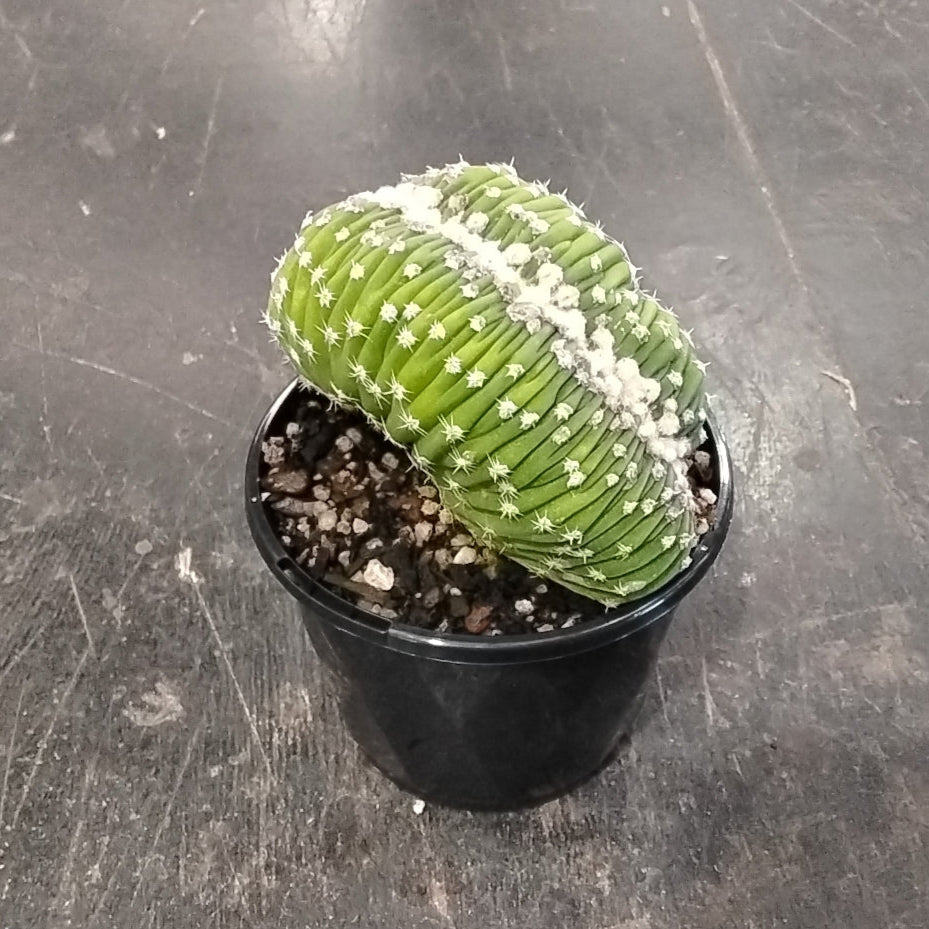 Echinopsis subdenudata f. cristata (Syn. Echinopsis ancistrophora) – A Unique Crested Cactus (WA Prohibited)