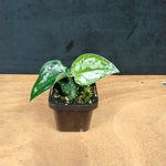 Scindapsus pictus 'Black Mamba' – Glossy Midnight Foliage